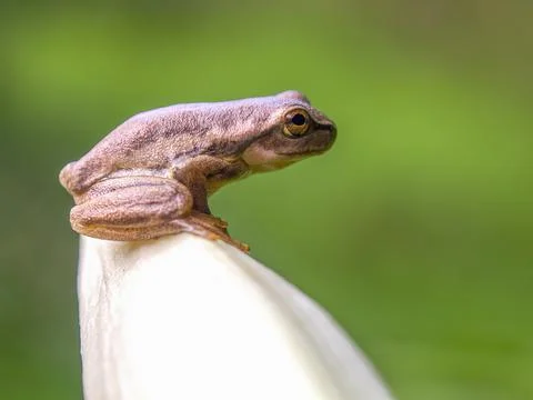 Macro photography of a tiny brown tree frog standing on a white lily bud, cap Stock Photos