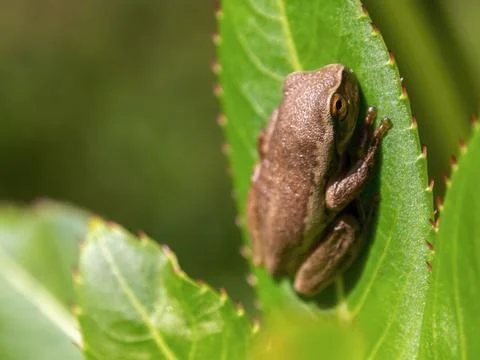 Macro photography of a tiny brown tree frog standing on leaf , captured in a  Stock Photos