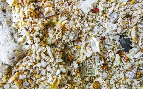 Macro photography of tiny coral shells on white sand Cozumel Mexico. Foto stock
