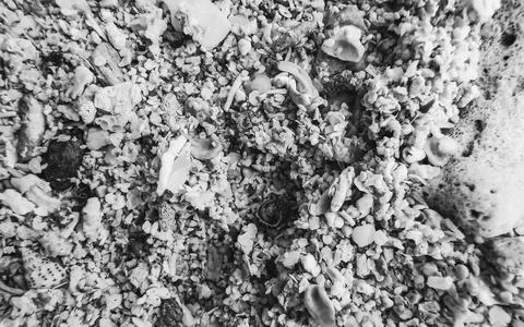 Macro photography of tiny coral shells on white sand Cozumel Mexico. Foto stock