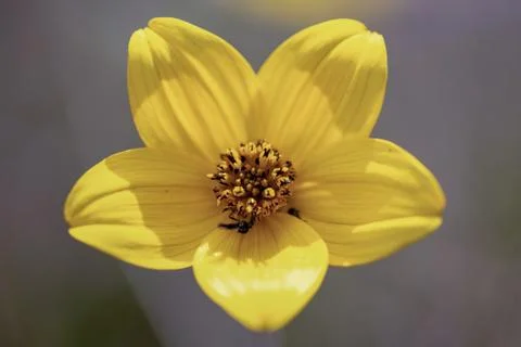 Macro photography of a  tiny exotic ranunculus peruvianus flower, captured at Stock Photos