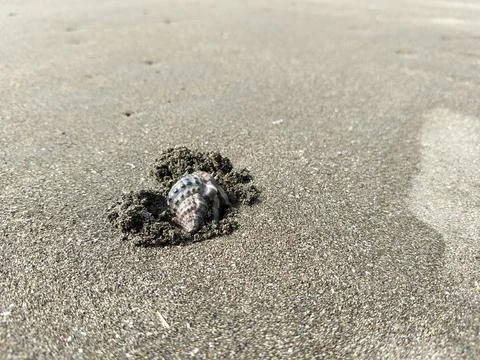Macro photography of a tiny hermit crab hiding inside its spiral shell while  写真素材