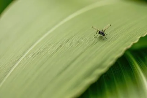 Macro photography of  a tiny hoverfly on a big leaf, in a forest in the easte Foto stock
