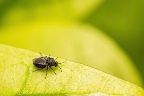 Macro photography of tiny insect on green leaf. Фото