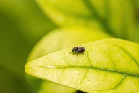 Macro photography of tiny insect on green leaf. Stock Photos