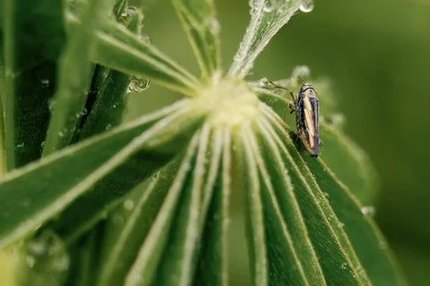 Macro photography of a tiny leafhopper on a wet lupine leaf, captured in a ga Stock-Fotos