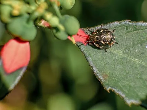 Macro photography of a tiny metallic shield bug walking on a leaf, captured i Stock Photos