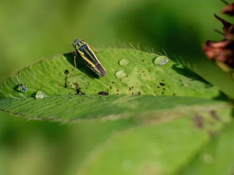 Macro photography of a tiny striped leafhopper on a red clover leaf, captured Stock Photos