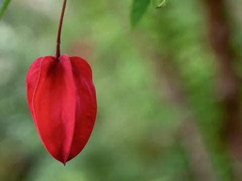 Macro photography of a trailing abutilon bud that resembles a Chinese lantern Foto stock