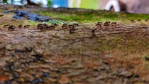 Macro photography of tree trunk texture and black ants crawling across it. Stock Photos