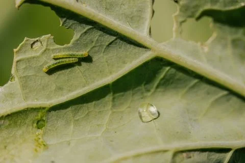 Macro photography of two tiny caterpillars on a kale leaf, in a garden in the Stock Photos