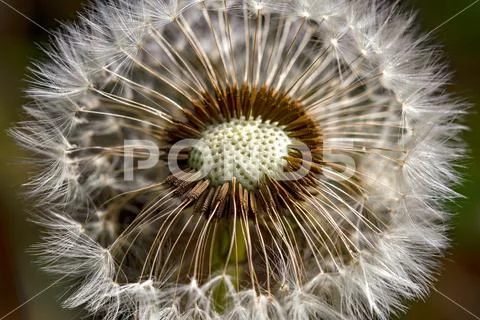 Macro photography of the uncovered center of a dandelion seed head, captured Stock Photos
