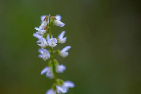Macro photography of very tiny white wildflowers of the hairy tare, captured  Stock-Fotos