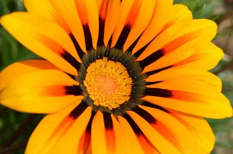 Macro photography of a yellow flower in spring environment Stock Photos