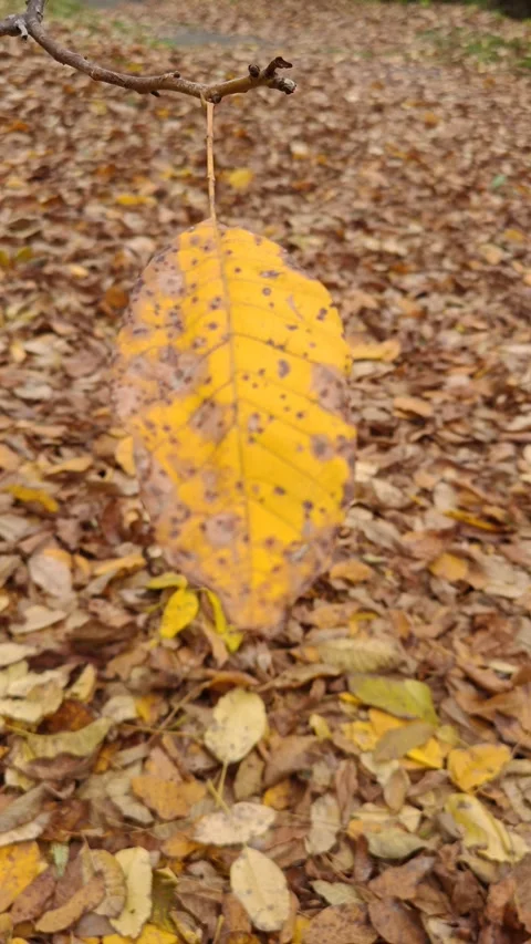 Macro photography of a yellow leaf blowing in the wind against an autumn backdro Видео 319857513