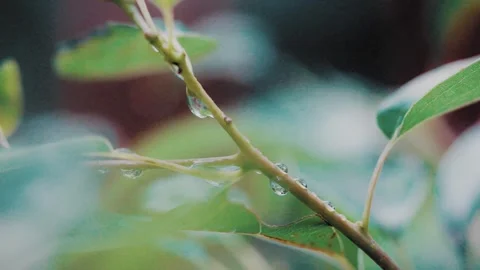 【Macro photography】Drops on a swaying leaf Stock Footage 295977195