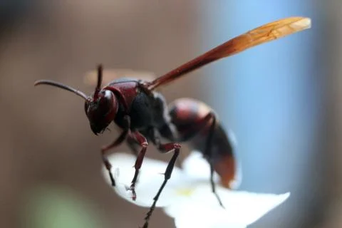 Macro photos of bees that pose beautifully when photographed Stock Photos