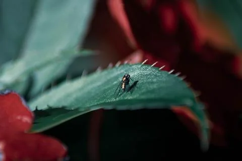 Macro Photos Stock Photos