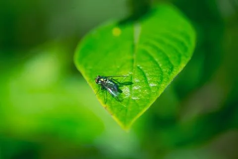 Macro Photos Stock Photos