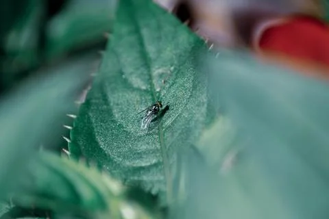 Macro Photos Stock Photos