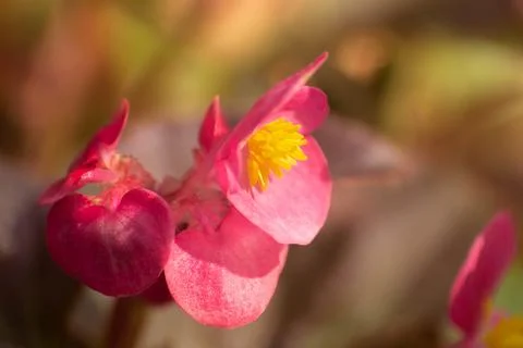 Macro Photos Stock Photos