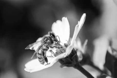 Macro Photos Stock Photos