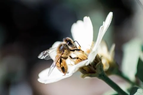 Macro Photos Stock Photos
