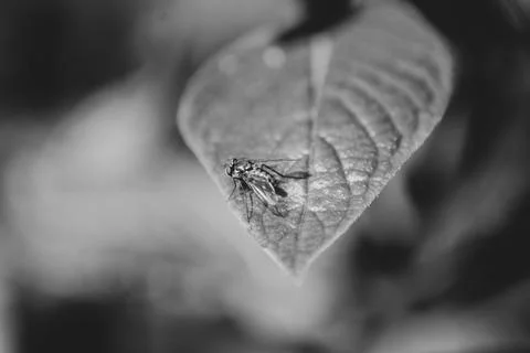 Macro Photos Stock Photos