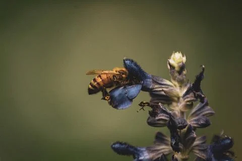 Macro Photos Stock Photos
