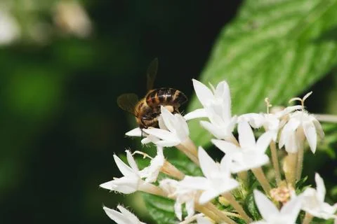Macro Photos Stock Photos