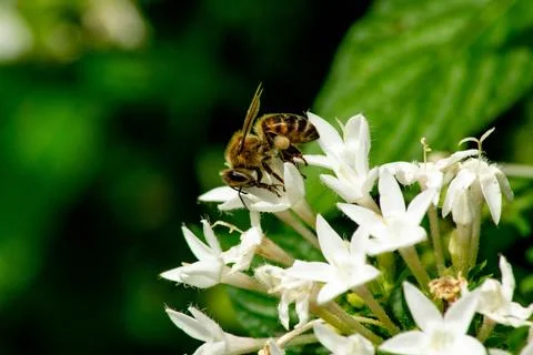 Macro Photos Stock Photos