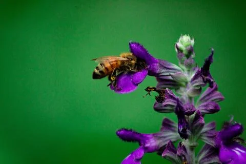 Macro Photos Stock Photos