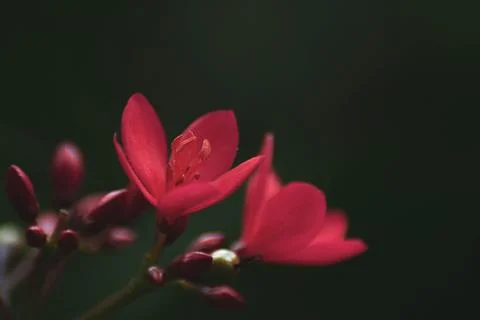 Macro Photos Stock Photos