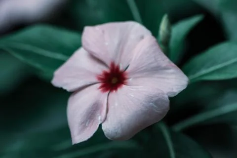 Macro Photos Stock Photos