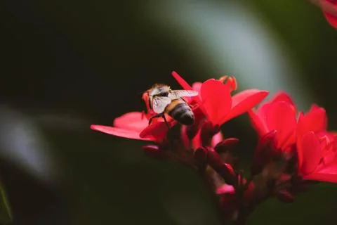 Macro Photos Stock Photos