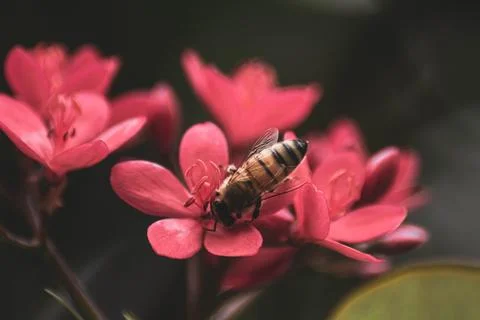 Macro Photos Stock Photos