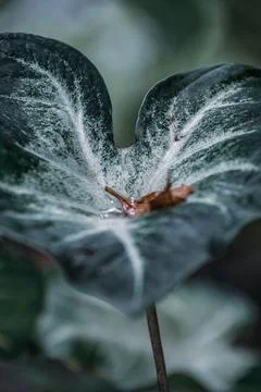 Macro Photos Stock Photos
