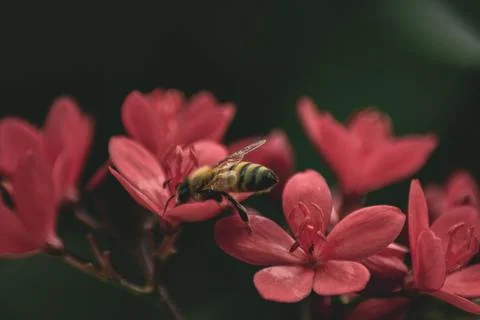 Macro Photos Stock Photos