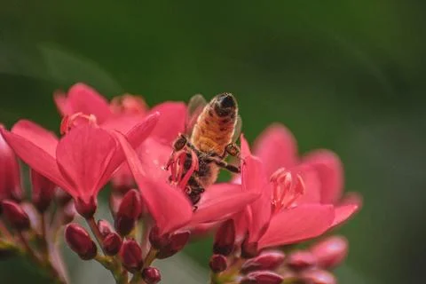 Macro Photos Stock Photos