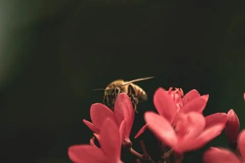 Macro Photos Stock Photos