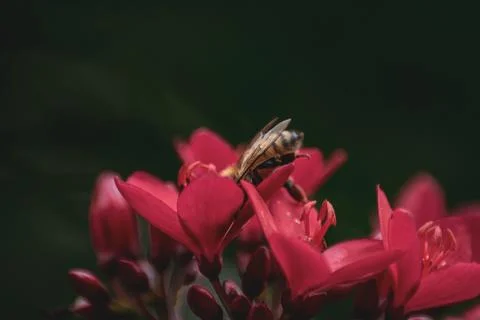 Macro Photos Stock Photos