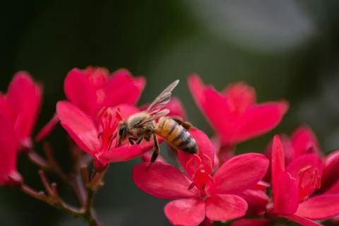 Macro Photos Stock Photos