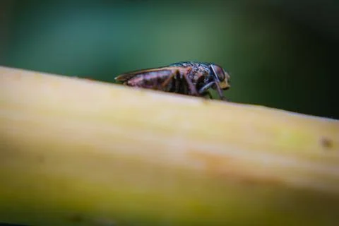 Macro picture of bee on the leaf Stock Photos