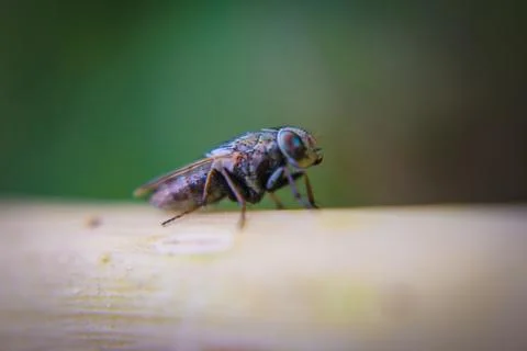 Macro picture of bee on the leaf Stock Photos