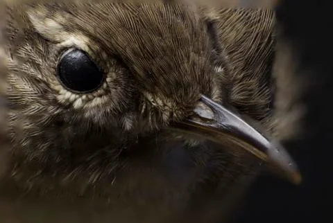 Macro picture of a bird Stock Photos