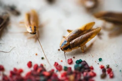 Macro picture of a cockroach crawling to the bait Stock Photos