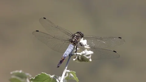 Macro picture of dragonfly on the leave Stock Footage 77538399
