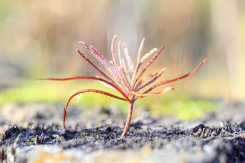 Macro picture of the first sprout of a small tree at dawn of spring morning i Stock Photos