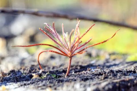 Macro picture of the first sprout of a small tree at dawn of spring morning i Stock Photos