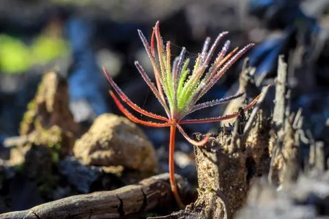 Macro picture of the first sprout of a small tree at dawn of spring morning i Stock Photos